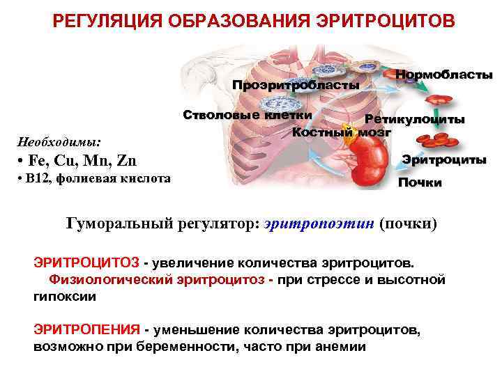 Схема регуляции количества эритроцитов в крови