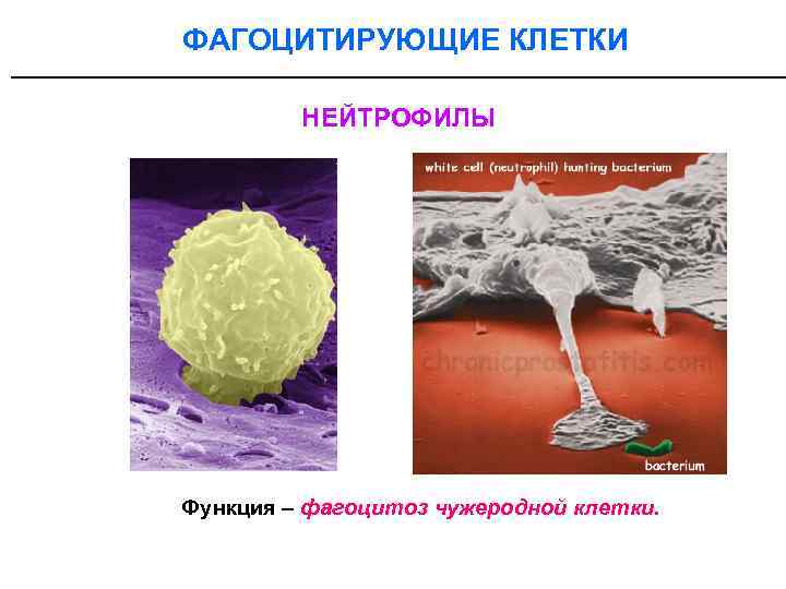 ФАГОЦИТИРУЮЩИЕ КЛЕТКИ _______________________ НЕЙТРОФИЛЫ Функция – фагоцитоз чужеродной клетки. 