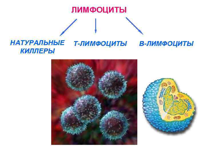 Естественные киллеры презентация