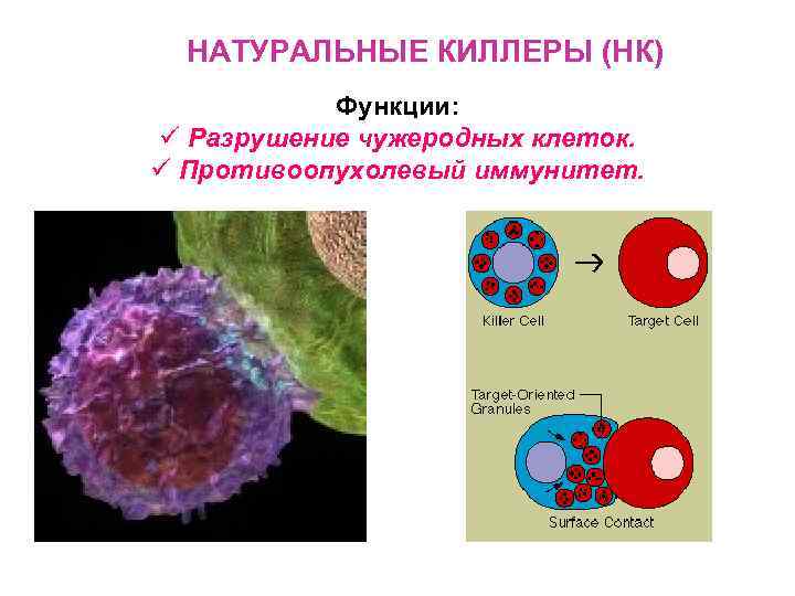 Естественные киллеры презентация