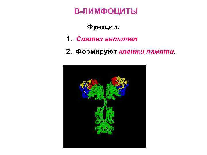 В-ЛИМФОЦИТЫ Функции: 1. Синтез антител 2. Формируют клетки памяти. 
