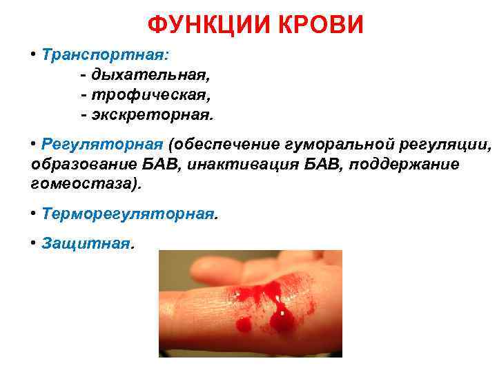 ФУНКЦИИ КРОВИ • Транспортная: - дыхательная, - трофическая, - экскреторная. • Регуляторная (обеспечение гуморальной