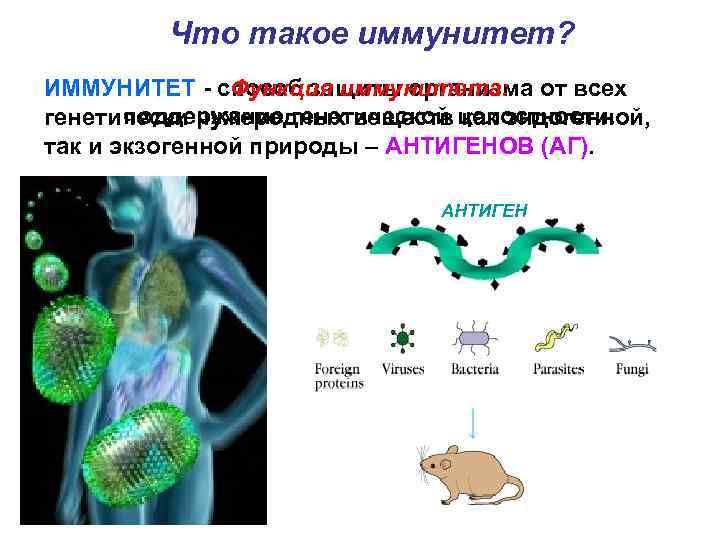 Что такое иммунитет? Функция иммунитета: ИММУНИТЕТ - способ защиты организма от всех поддержание генетической