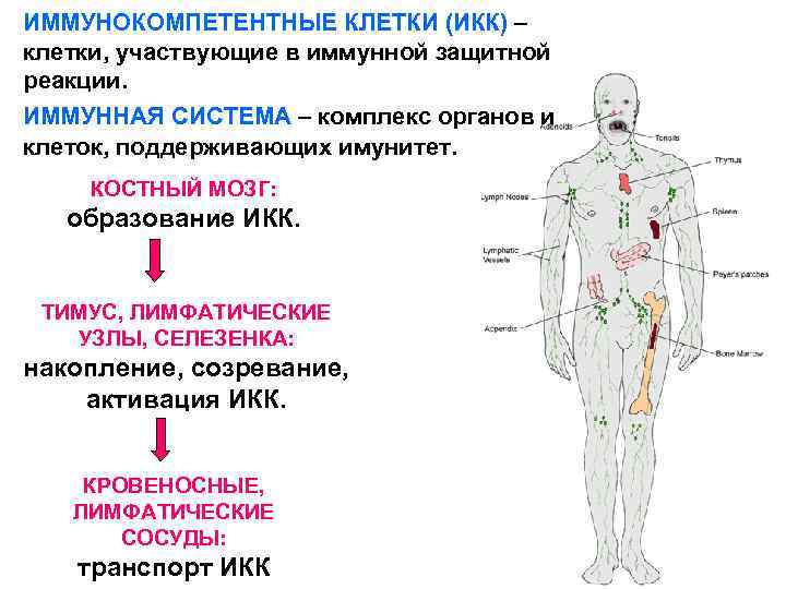 Иммунокомпетентные клетки схема