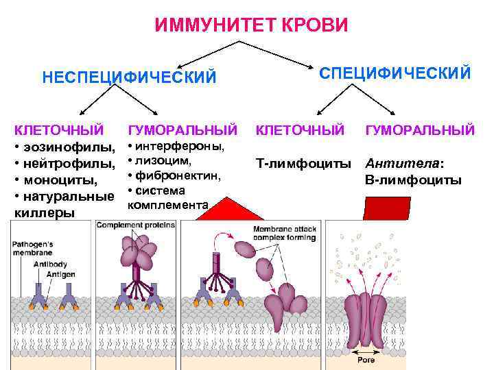 Кровь иммунитет. Кровяные натуральные киллеры. Кровь как коллоидный раствор. Кровь как коллоид.