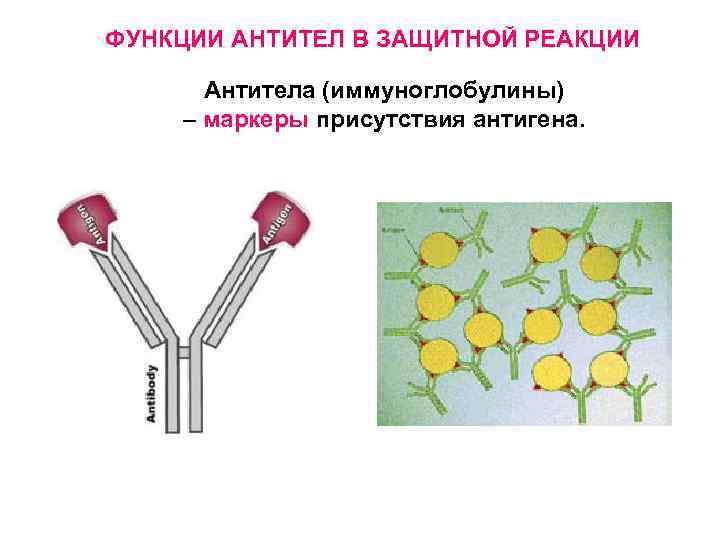 ФУНКЦИИ АНТИТЕЛ В ЗАЩИТНОЙ РЕАКЦИИ Антитела (иммуноглобулины) – маркеры присутствия антигена. 