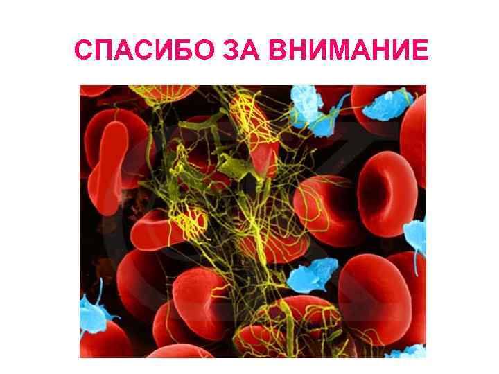 СПАСИБО ЗА ВНИМАНИЕ 