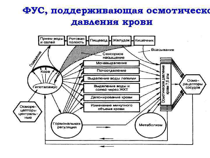 Схема фус восприятия боли