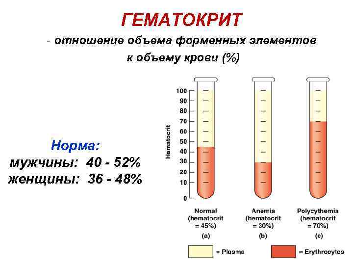 ГЕМАТОКРИТ - отношение объема форменных элементов к объему крови (%) Норма: мужчины: 40 -