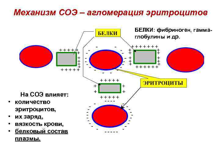 Фибриноген входит в состав эритроцитов. Скорость оседания эритроцитов механизм. Отрицательный заряд эритроцитов. Поверхностный потенциал эритроцитов. Поверхностный заряд эритроцитов.