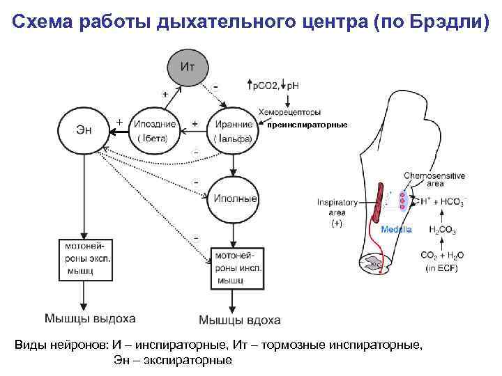 Рефлекторная активация центра вдоха схема