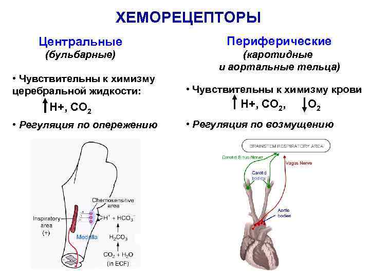 Хеморецепторов дуги аорты