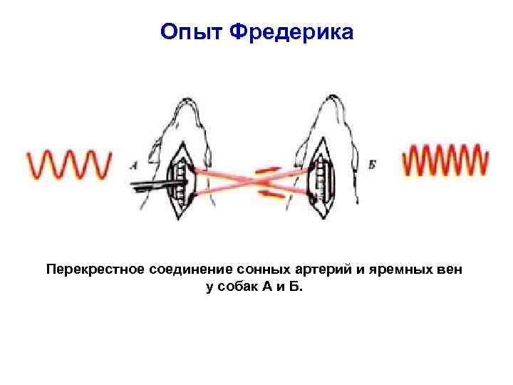 Опыт Фредерика Перекрестное соединение сонных артерий и яремных вен у собак А и Б.
