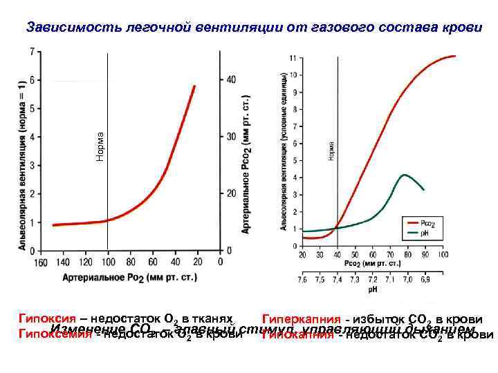 Норма Зависимость легочной вентиляции от газового состава крови Гипоксия – недостаток О 2 в