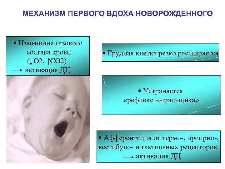 Почему новорожденные дышат чаще. Механизм 1 вдоха новорожденного. Физиология первого вдоха новорожденного. Механизм первого вдоха у новорожденных физиология. Первый дыхательный механизм у новорожденных.