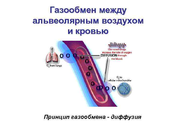 Обмен газов между альвеолярным воздухом и кровью. Механизм обмена газов между альвеолярным воздухом и кровью. Газообмен между альвеолярным воздухом и венозной кровью. Газообмен между альвеолярным возд.