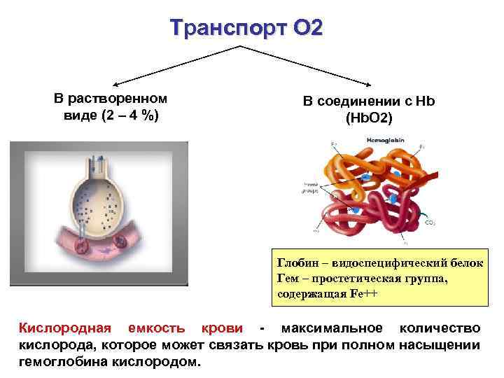Транспорт О 2 В растворенном виде (2 – 4 %) В соединении с Нb