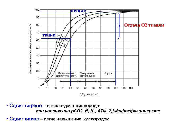 легкие Отдача О 2 тканям ткани • Сдвиг вправо – легче отдача кислорода: при