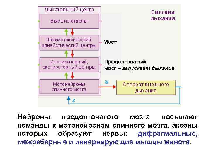 Мост Продолговатый мозг – запускает дыхание Нейроны продолговатого мозга посылают команды к мотонейронам спинного