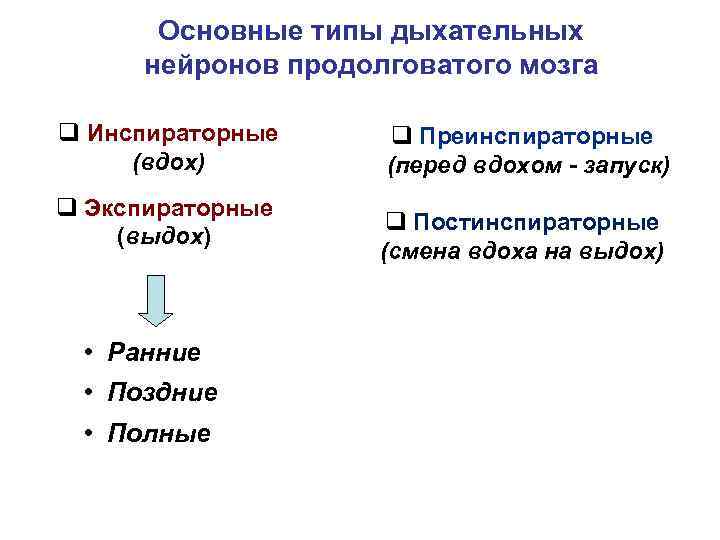 Дыхательные нейроны продолговатого мозга