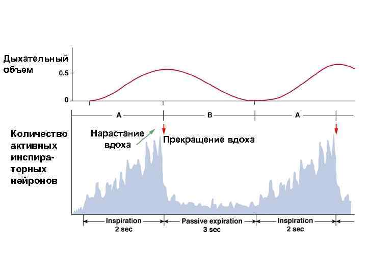 Дыхательный объем Количество активных инспираторных нейронов Нарастание вдоха Прекращение вдоха 