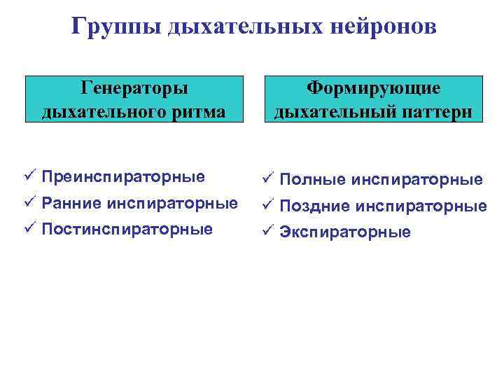 Группы дыхательных нейронов Генераторы дыхательного ритма Формирующие дыхательный паттерн ü Преинспираторные ü полные инспираторные