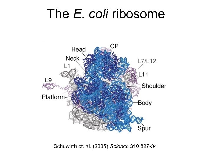 The E. coli ribosome Schuwirth et. al. (2005) Science 310 827 -34 