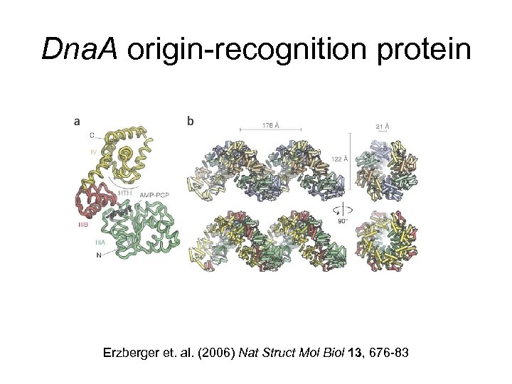 Dna. A origin-recognition protein Erzberger et. al. (2006) Nat Struct Mol Biol 13, 676