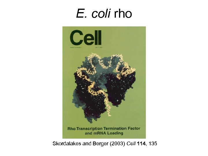 E. coli rho Skordalakes and Berger (2003) Cell 114, 135 