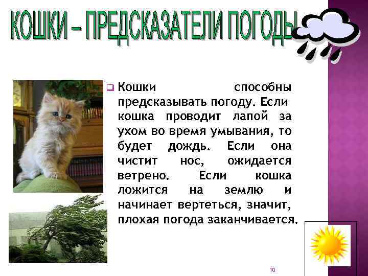 q Кошки способны предсказывать погоду. Если кошка проводит лапой за ухом во время умывания,