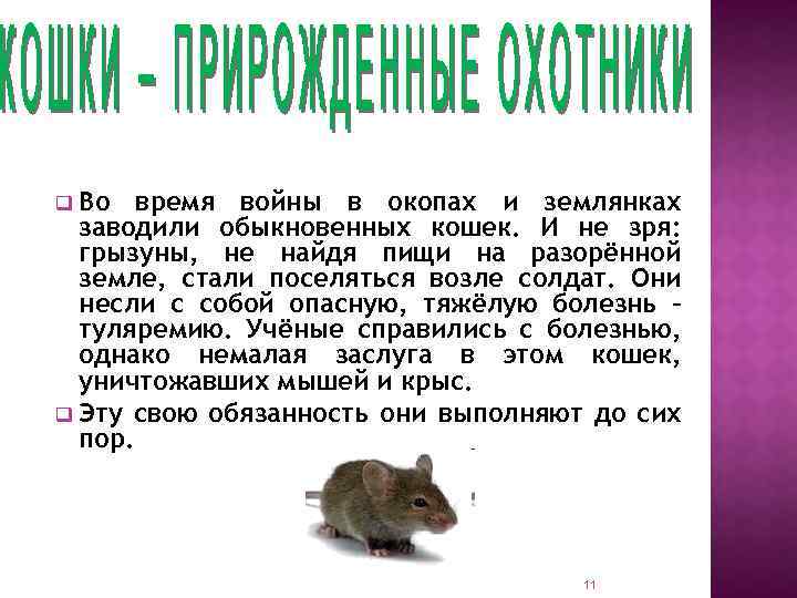 Во время войны в окопах и землянках заводили обыкновенных кошек. И не зря: грызуны,