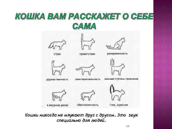 КОШКА ВАМ РАССКАЖЕТ О СЕБЕ САМА Кошки никогда не мяукают друг с другом. Это