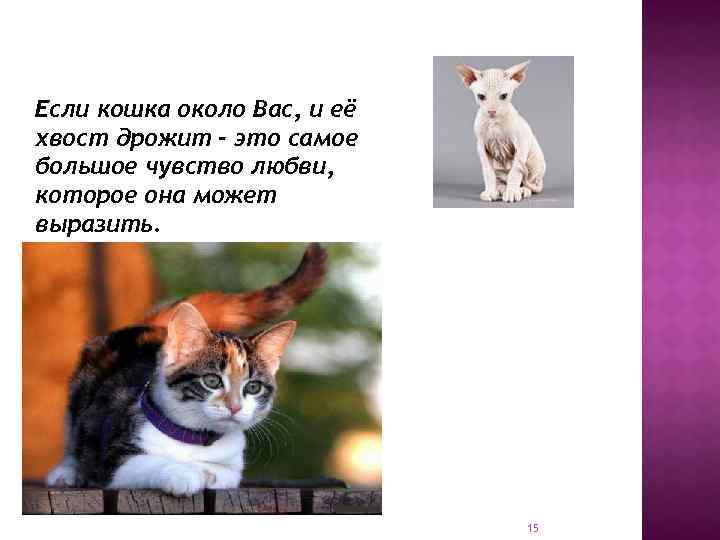 Если кошка около Вас, и её хвост дрожит - это самое большое чувство любви,