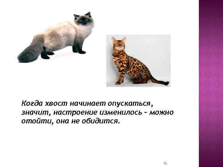 Когда хвост начинает опускаться, значит, настроение изменилось - можно отойти, она не обидится. 16