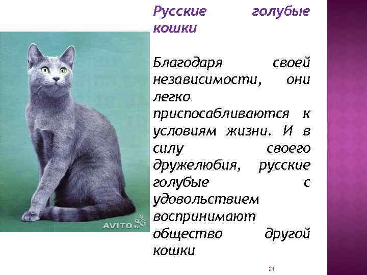 Русские кошки голубые Благодаря своей независимости, они легко приспосабливаются к условиям жизни. И в