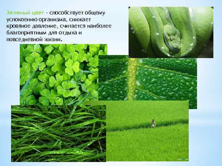 Зеленый цвет – способствует общему успокоению организма, снижает кровяное давление, считается наиболее благоприятным для