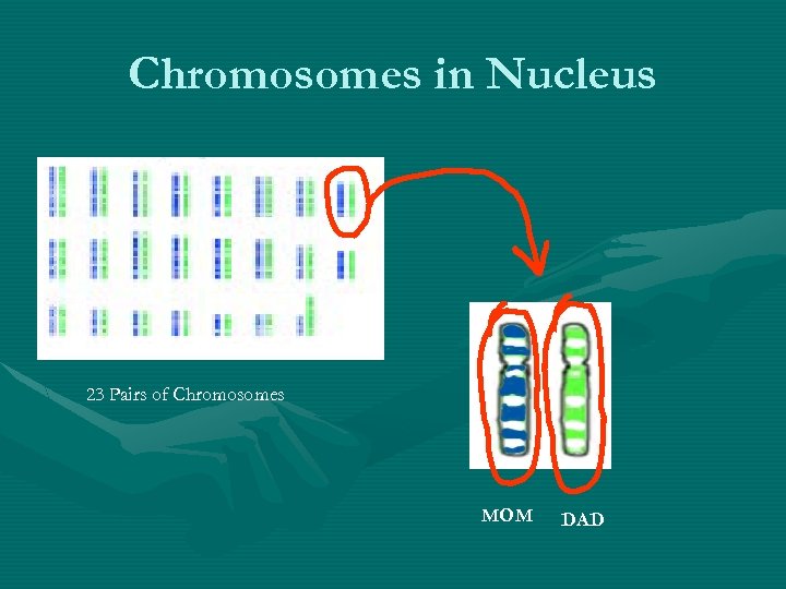 Chromosomes in Nucleus 23 Pairs of Chromosomes MOM DAD 