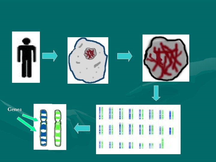 Genes 