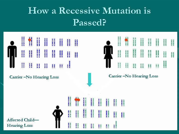 How a Recessive Mutation is Passed? Carrier –No Hearing Loss Affected Child— Hearing Loss