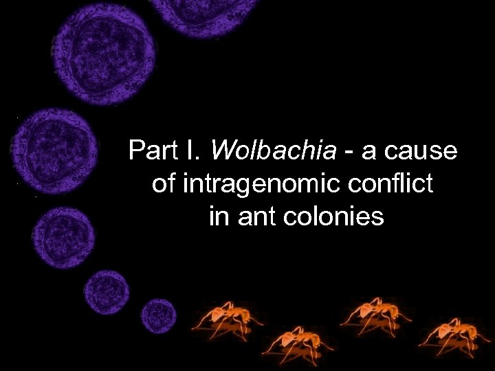Part I. Wolbachia - a cause of intragenomic conflict in ant colonies 