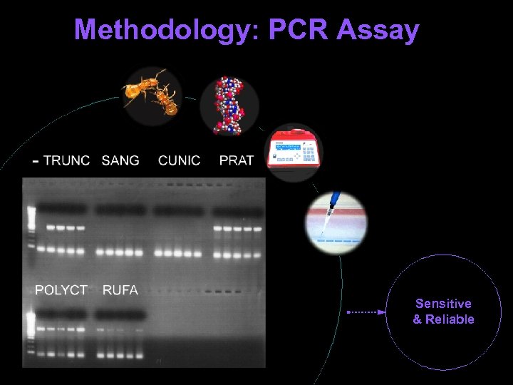 Methodology: PCR Assay ò Polymerase Chain Reaction using Specific Primers ò Targets: fts. Z
