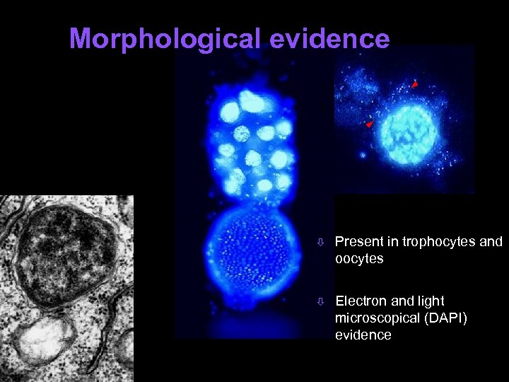 Morphological evidence ò Present in trophocytes and oocytes ò Electron and light microscopical (DAPI)