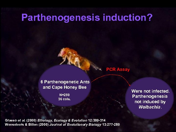 Parthenogenesis induction? PCR Assay 6 Parthenogenetic Ants and Cape Honey Bee N=250 36 cols.