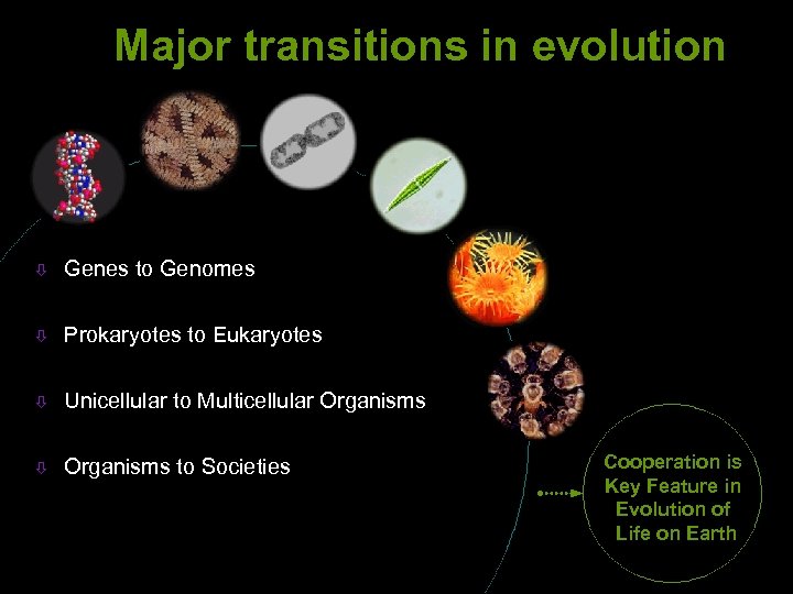 Major transitions in evolution ò Genes to Genomes ò Prokaryotes to Eukaryotes ò Unicellular