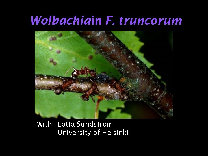 Wolbachiain F. truncorum With: Lotta Sundström University of Helsinki 
