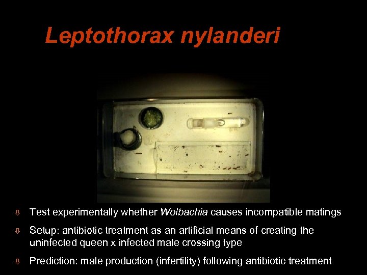 Leptothorax nylanderi ò Test experimentally whether Wolbachia causes incompatible matings ò Setup: antibiotic treatment