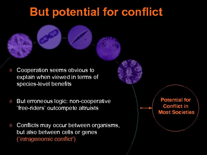 But potential for conflict ò Cooperation seems obvious to explain when viewed in terms