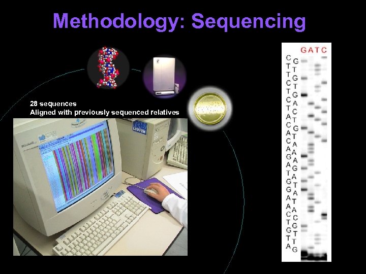 Methodology: Sequencing 28 sequences Aligned with previously sequenced relatives ò Wolbachia surface protein wsp