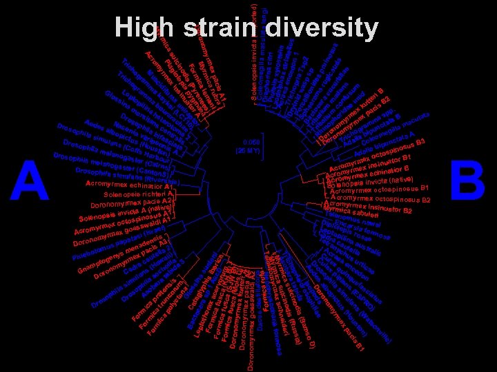 Solenopsis invicta (imported) Coleomegilla maculat a lengi Diapho Plutel rina citri Laod la xylo