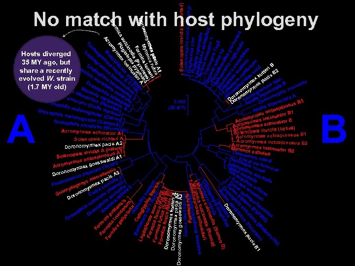 Solenopsis invicta (imported) Coleomegilla maculat a lengi Diapho Plutel rina citri Laod la xylo